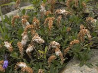 Salix breviserrata 4, Saxifraga-Willem van Kruijsbergen